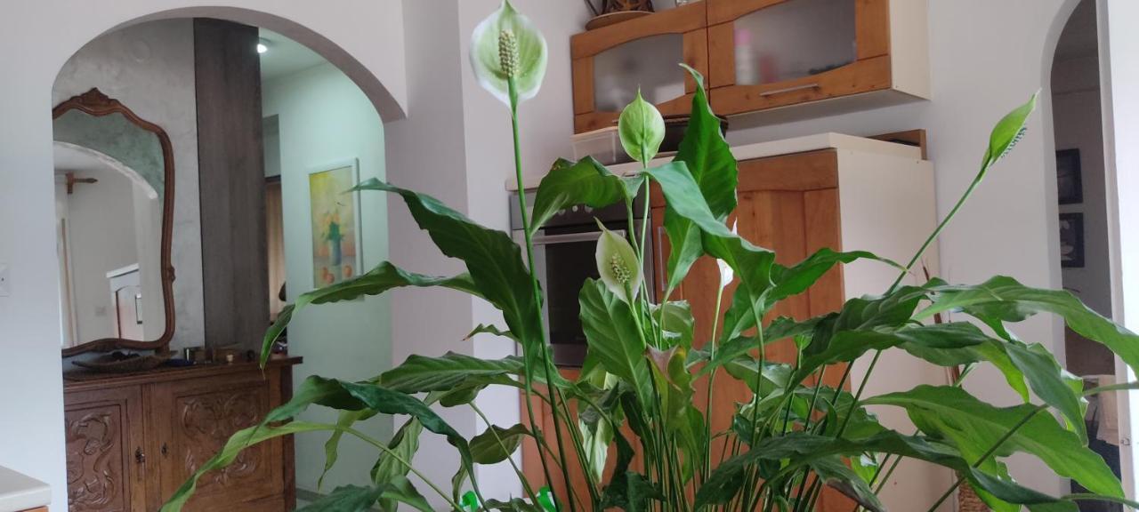 Apartment Oaza Котор Екстериор снимка